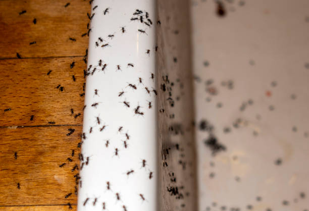 Best Wasp Removal Services  in Houserville, PA