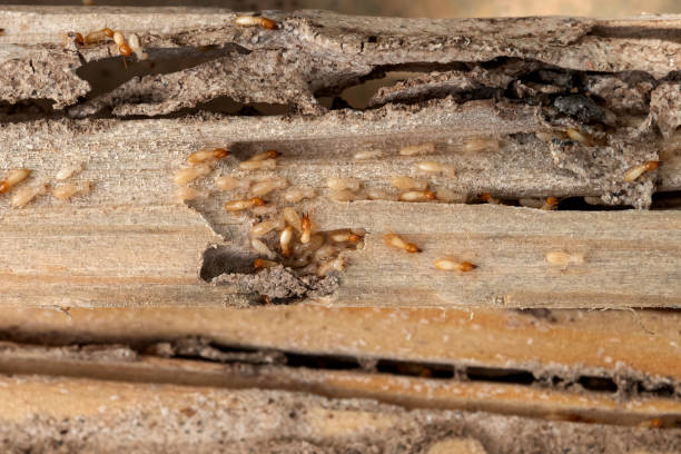 Trusted Houserville, PA Pest Control Experts